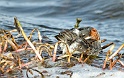 Phalarope a bec etroit 2034